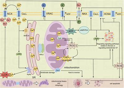 Mitochondrial dysfunction is a key link involved in the pathogenesis of sick sinus syndrome: a review